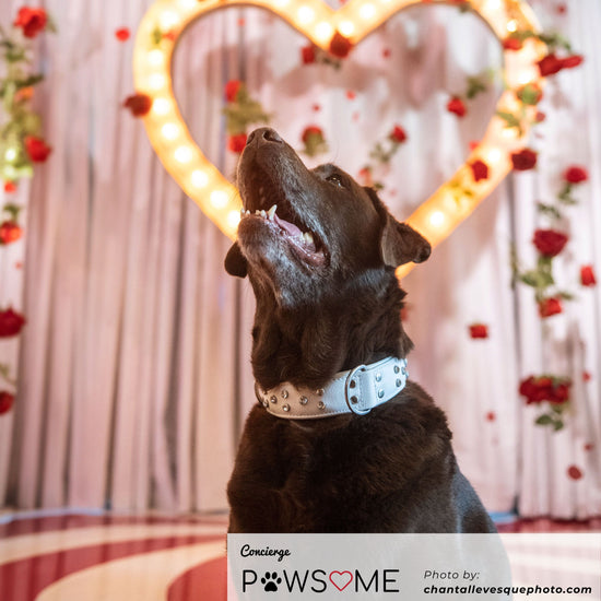 PAWSOME PET CONCIERGE 